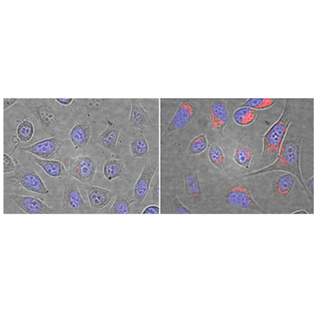 LYSO-ID® Red detection kit (GFP-CERTIFIED®)